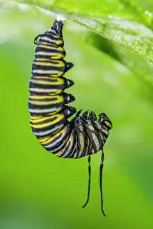 Poikilotherm Prints: Monarch (Danaus plexippus) Caterpillar converting to chrysallis stage