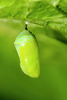 Poikilotherm Prints: Monarch (Danaus plexippus) Caterpillar converting to chrysallis stage