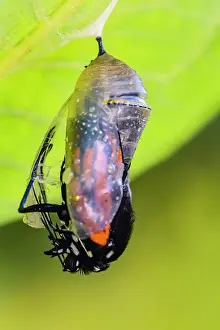 Poikilotherm Prints: Monarch (Danaus plexippus) Emerging adult from chrysallis