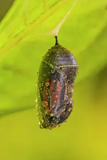 Poikilotherm Prints: Monarch (Danaus plexippus) Emerging adult from chrysallis