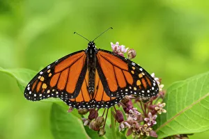 Butterflies Prints: Monarch (Danaus plexippus), Greater Sudbury, Ontario, Canada