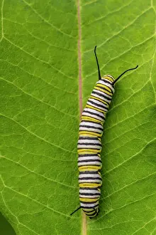 Poikilotherm Prints: Monarch (Danaus plexippus) Late instar caterpillars feeding on common milkweed