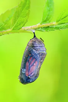 Poikilotherm Prints: Monarch (Danaus plexippus) Mature chrysallis, Greater Sudbury, Ontario, Canada