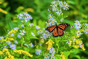 Poikilotherm Prints: Monarch (Danaus plexippus) nectaring late summer wildflowers