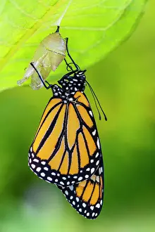 Poikilotherm Prints: Monarch (Danaus plexippus) Newly emerged adult inflating and drying wings