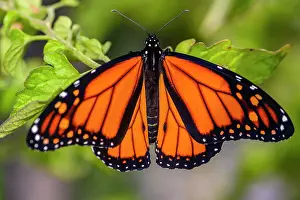 Poikilotherm Prints: Monarch (Danaus plexippus) Newly emerged adult male, Greater Sudbury, Ontario, Canada
