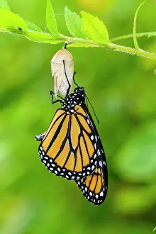 Poikilotherm Prints: Monarch (Danaus plexippus) Newly emerged from chrysallis