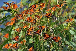 Hanging Prints: Monarch (Danaus plexippus) Winter colony roosting in eucalyptus tree