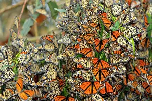 Hanging Prints: Monarch (Danaus plexippus) Winter colony roosting in eucalyptus tree