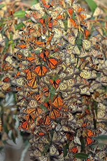 Hanging Prints: Monarch (Danaus plexippus) Winter colony roosting in eucalyptus tree