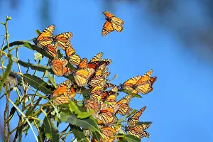 Hanging Prints: Monarch (Danaus plexippus) Winter colony roosting in eucalyptus tree