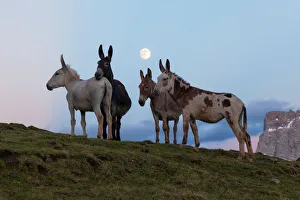 Moonlight Prints: Mondeval pastures, Dolomites, San Vito di Cadore, Belluno, Veneto, Italy