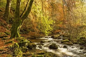 Stream Gallery: Moness Burn in Autumn, Birks of Aberfeldy, Perthshire Region, Scotland