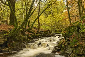 Images Dated 24th November 2021: Moness Burn in Autumn, Birks of Aberfeldy, Perthshire Region, Scotland