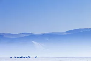 Images Dated 5th March 2012: Mongolia, Ovorkhangai, Orkkhon Valley. Horses in the winter landscape