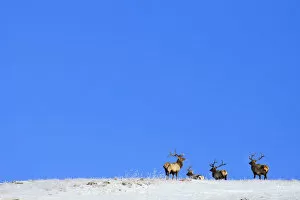 Images Dated 5th March 2012: Mongolia, Tov Proince, Khustain Nuruu National Park. Red Deer on a snow covered hilltop