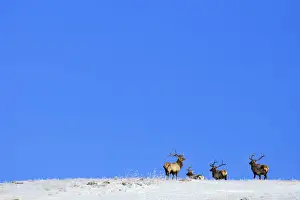 Mongolia, Tov Proince, Khustain Nuruu National Park. Red Deer on a snow covered hilltop