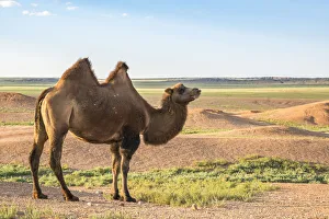 Middle Gobi Prints: Mongolian camel. Ulziit, Middle Gobi province, Mongolia
