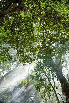 Images Dated 28th February 2023: Monkey Forest in Ubud, Bali, Indonesia