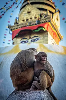 Temples Prints: Monkeys at Swayambunath temple (aka Monkey Temple), Kathmandu, Nepal