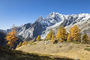 Larix Prints: Mont Blanc Massif from the path to the Bertone Refuge during the Mont Blanc hiking tours