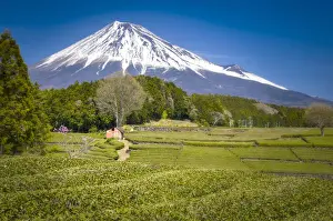 Agricolture Prints: monte fuji dominates the tea plantations of Obuchi Sasaba, Fuji, Japan