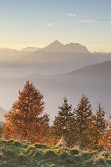Vegetation Collection: Monte Pora, Orobie Alps, Lombardy, Italy. Group of larches at sunset
