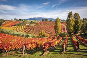 Agricultural Prints: Montefalco Sagrantino vineyards, Montefalco, Perugia province, Umbria, Italy