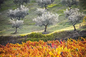 Montefalco Sagrantino vineyards, Montefalco, Perugia province, Umbria, Italy