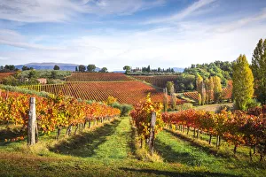 Montefalco Sagrantino vineyards, Montefalco, Perugia province, Umbria, Italy