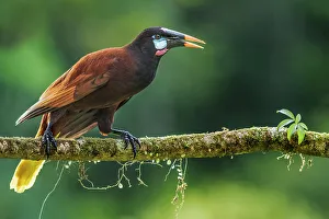 Rain Forest Canopy Prints: Montezuma Oropendola (Psarocolius montezuma), Costa Rica