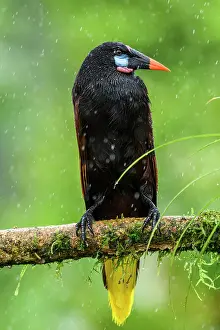 Raindrops Prints: Montezuma oropendola (Psarocolius montezuma)