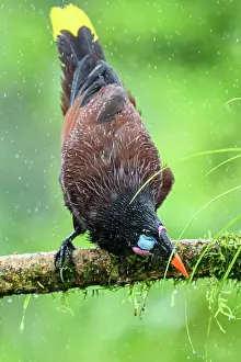 Raindrops Prints: Montezuma oropendola (Psarocolius montezuma)