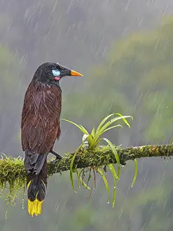 Rain Prints: Montezuma Oropendola (Psarocolius montezuma) in torrential rain