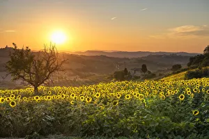 Sunflower Prints: Montotto, Monterubbiano, province of Fermo, Marche, Italy, Europe