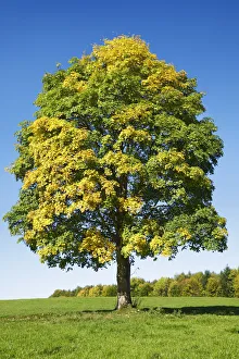Acer Gallery: Montpellier maple in autumn colours - Germany, Bavaria, Upper Bavaria