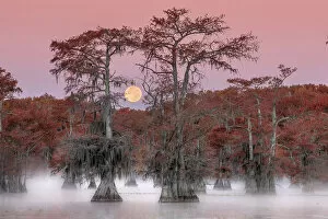 Misty Collection: Full moon above a bayou of Lake Caddo, Texas, USA