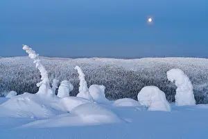Environment Prints: Full moon glowing over surreal ice sculptures of a snowy arctic forest at winter dusk