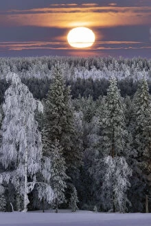 The moon light on frozen forest covered with snow, Muonio, Lapland Finland