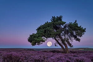 Moors Collection: Full Moon & Lone Pinetree in Heather, North Yorkshire Moors, England