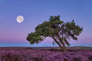 Moorland Prints: Full Moon & Lone Pinetree in Heather, North Yorkshire Moors, England