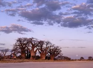 Grand Gallery: A full moon rises over a spectacular grove of ancient baobab trees