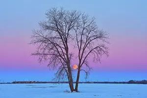 Prairie Province Prints: Full moon (Super moon) and plains cottonwood (Populus deltoides) at dawn