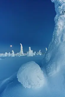 Shape Prints: Moonlight over sparse frozen trees in the surreal winter snowy forest