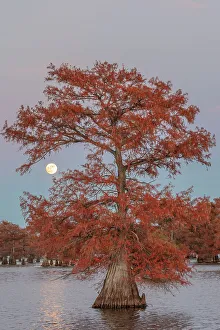 Atchafalaya Prints: Full mooon above Lake Caddo, Texas, USA