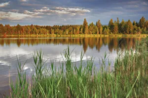 Reed Prints: Moor lake - Germany, Bavaria, Upper Bavaria, Bad Tolz-Wolfratshausen, Kirchsee