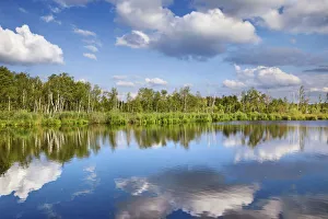 Birch Prints: Moor lake in Pfrunger Ried - Germany, Baden-Wurttemberg, Sigmaringen, Ostrach, Ulzhausen