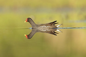 Bulgaria Prints: Moorhen (Gallinula chloropus), reflected on water, near Bratsigovo, Bulgaria