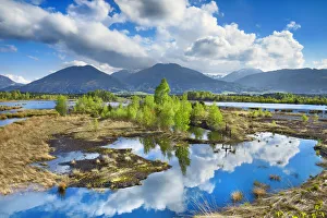 Moorland with birches in spring - Germany, Bavaria, Upper Bavaria, Rosenheim, Raubling
