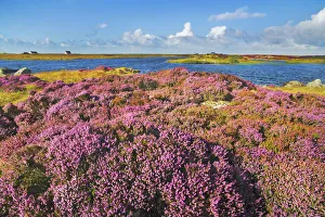 Moorland with heather on South Uist - United Kingdom, Scotland, Outer Hebrides